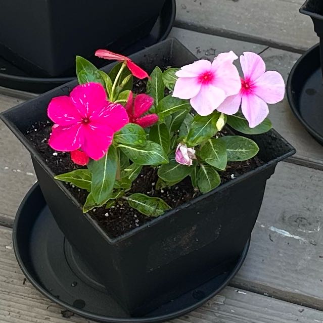 Photo of the plant species Impatiens by @ArdentPomelo3 named LiloStitch on Greg, the plant care app