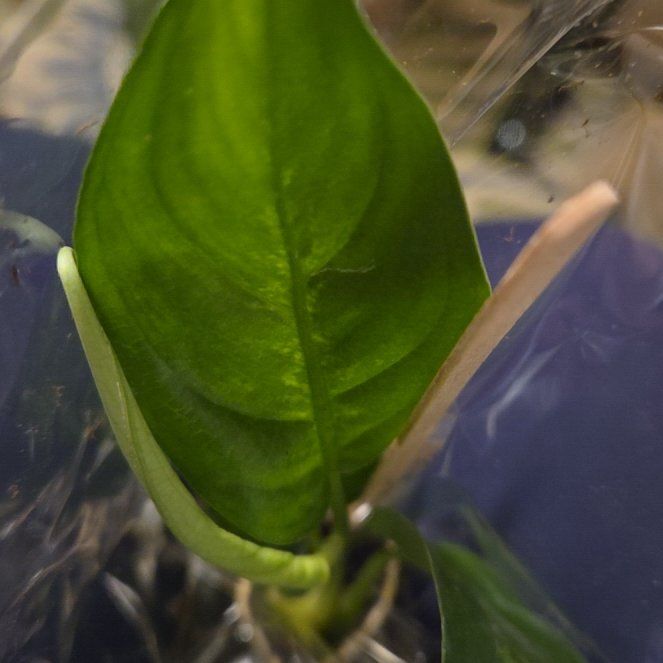 Photo of the plant species Bog Arum by @TidyPinetree72 named Sage on Greg, the plant care app