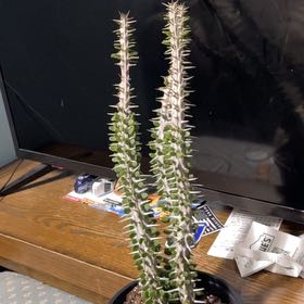Photo of the plant species Octopus Tree by @SwaggMuffin named Beckham on Greg, the plant care app