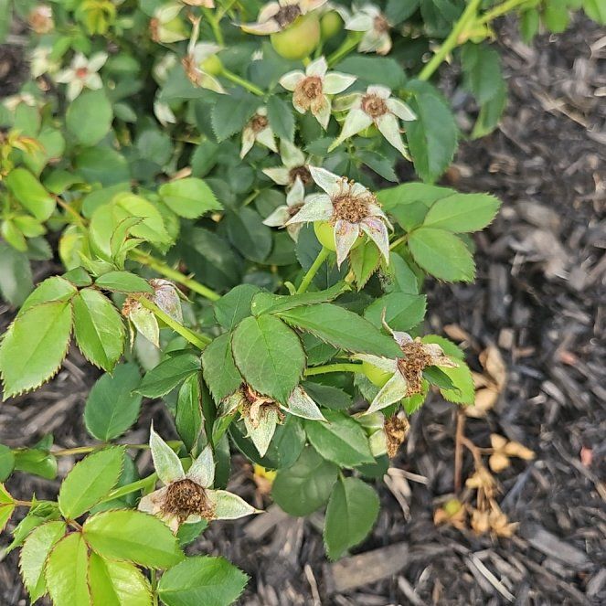 Photo of the plant species Nootka Rose by @GrownFrogbit62 named James Dean on Greg, the plant care app