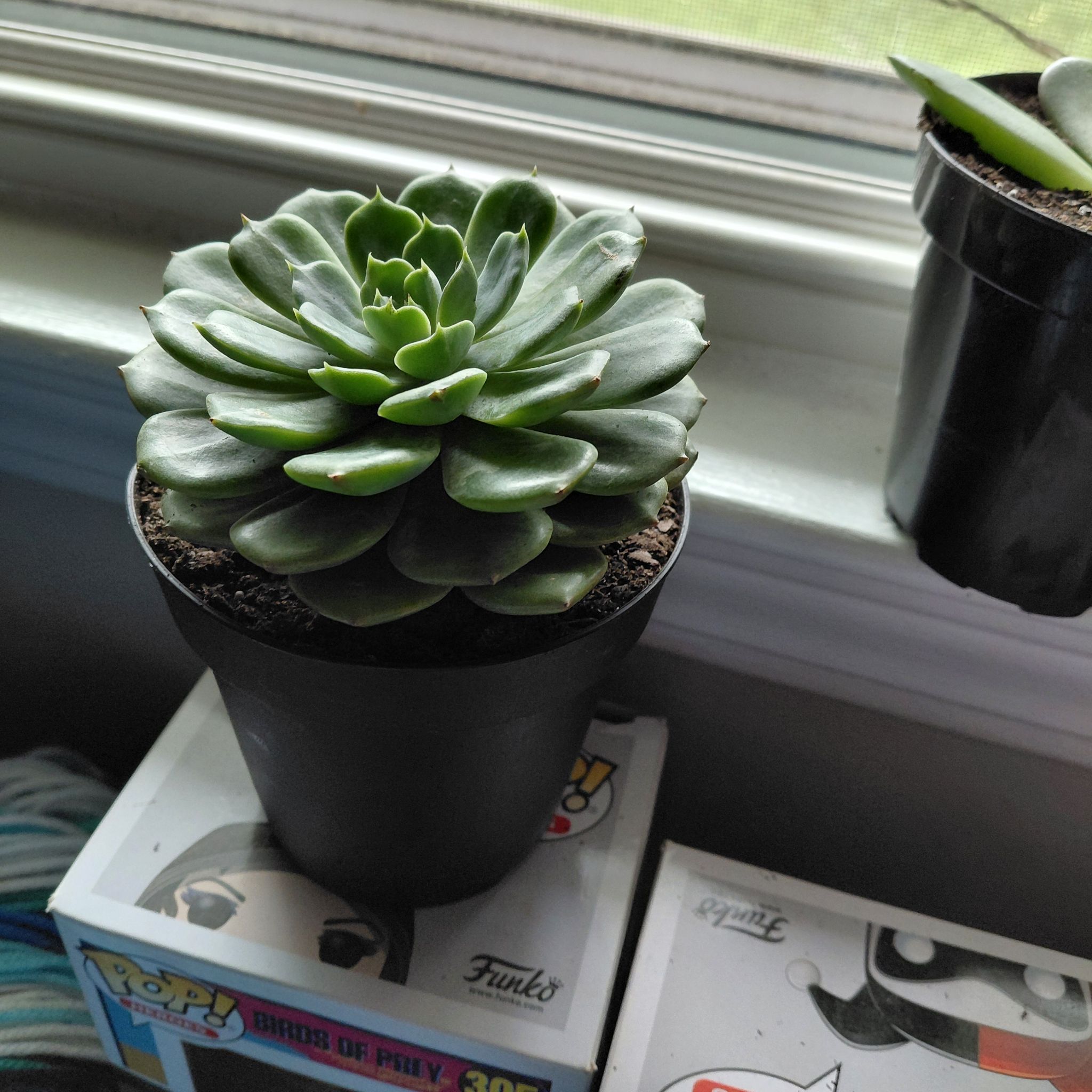 Photo of the plant species Elfstone by @mommyforgz named Demi on Greg, the plant care app