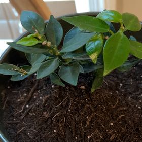 Photo of the plant species Myrtle Leaf Orange by @QualityCatnip94 named Citrus 🍊 on Greg, the plant care app
