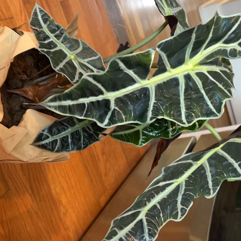 Photo of the plant species Alocacia by @QualityCatnip94 named Dinosaur  🦖 on Greg, the plant care app
