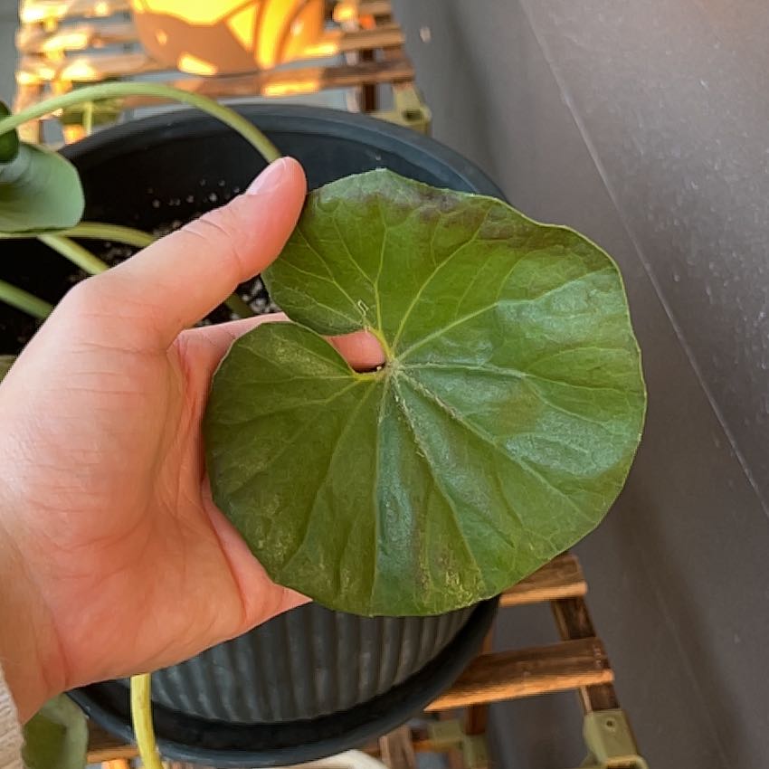 Photo of the plant species Variegated Tractor Seat by @ExclusiveWeed26 named Savannah on Greg, the plant care app