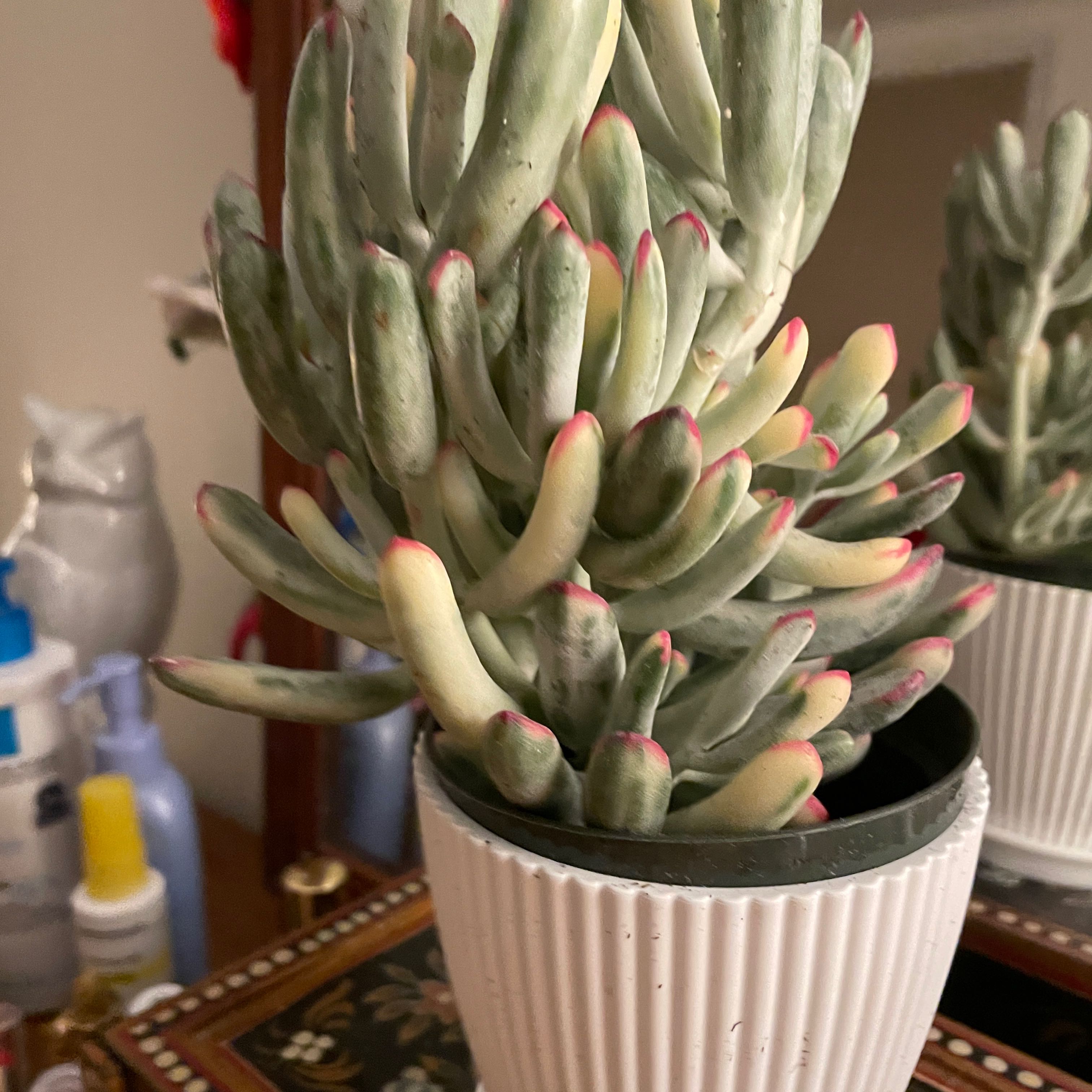 Photo of the plant species Herrei Crassula by @TotalCoccoon80 named James Dean on Greg, the plant care app