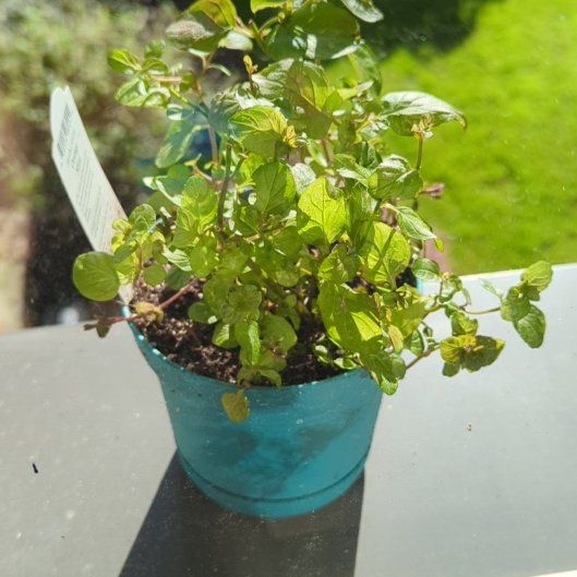 Photo of the plant species Orange Mint by @outbound named Forrest on Greg, the plant care app