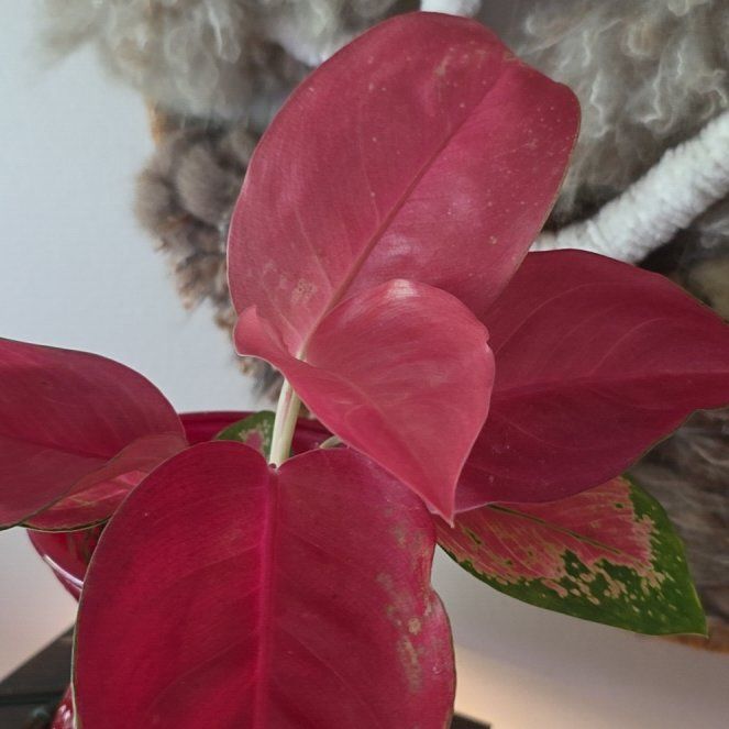 Photo of the plant species Chinese Evergreen Valentine by @LightGalega28 named Apollo on Greg, the plant care app