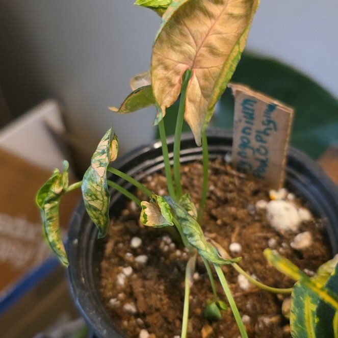 Photo of the plant species Syngonium Pink Rolli by @LightGalega28 named Baesil on Greg, the plant care app