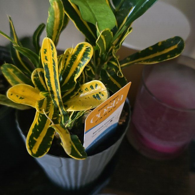 Photo of the plant species Banana Croton by @LightGalega28 named Fernie Mercury on Greg, the plant care app