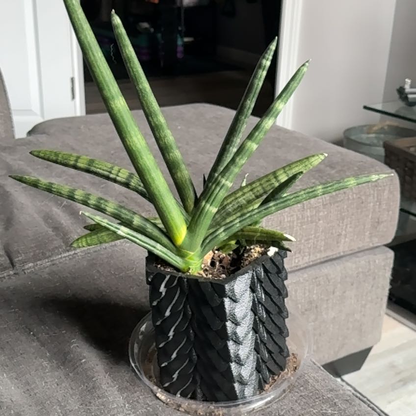 Photo of the plant species sanseveria starfish by @MajesticBetel86 named Dolores on Greg, the plant care app