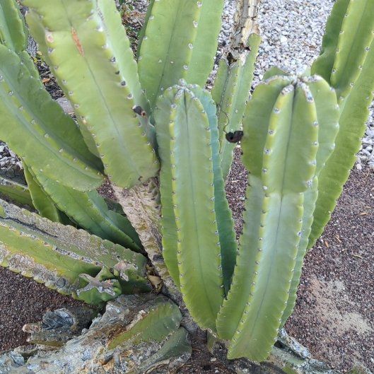 Photo of the plant species Pachycereus Schottii by @calizona named Medusa on Greg, the plant care app