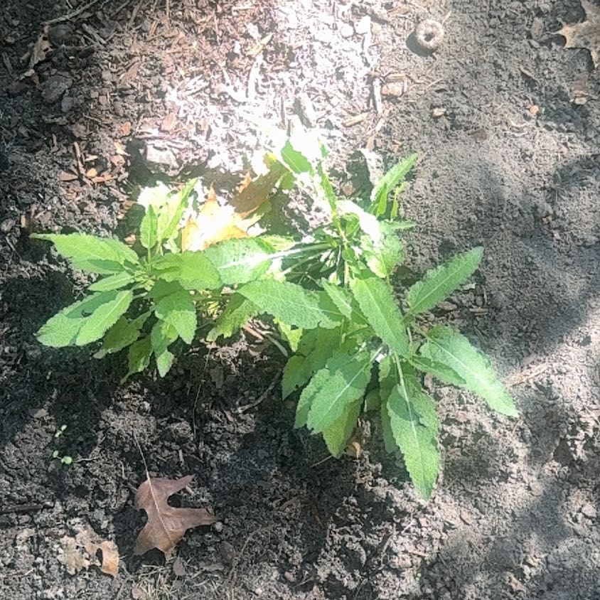 Photo of the plant species Redvein Dock by @ZingRedvein1 named Anne on Greg, the plant care app