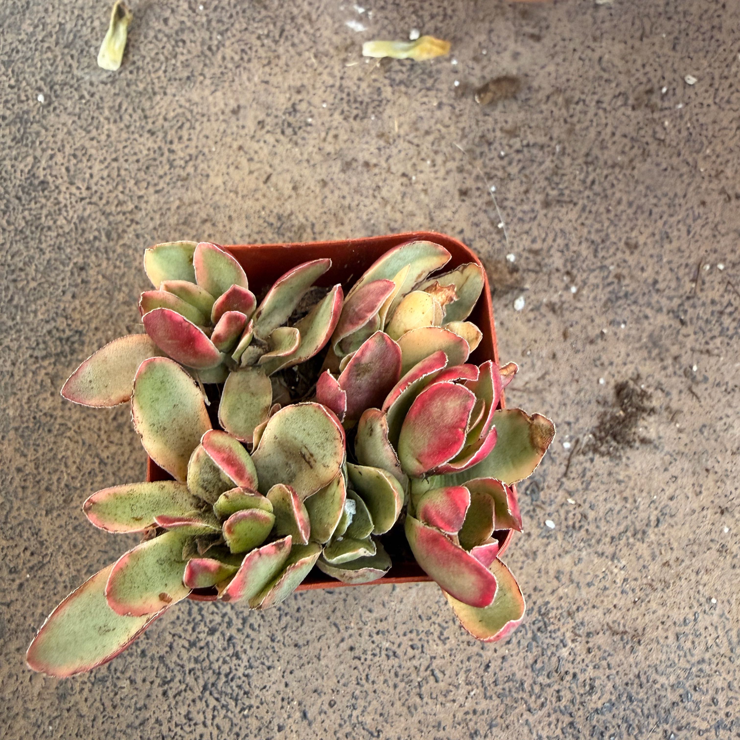 Photo of the plant species Pig's Ear by @RulerWorm48 named Luna on Greg, the plant care app