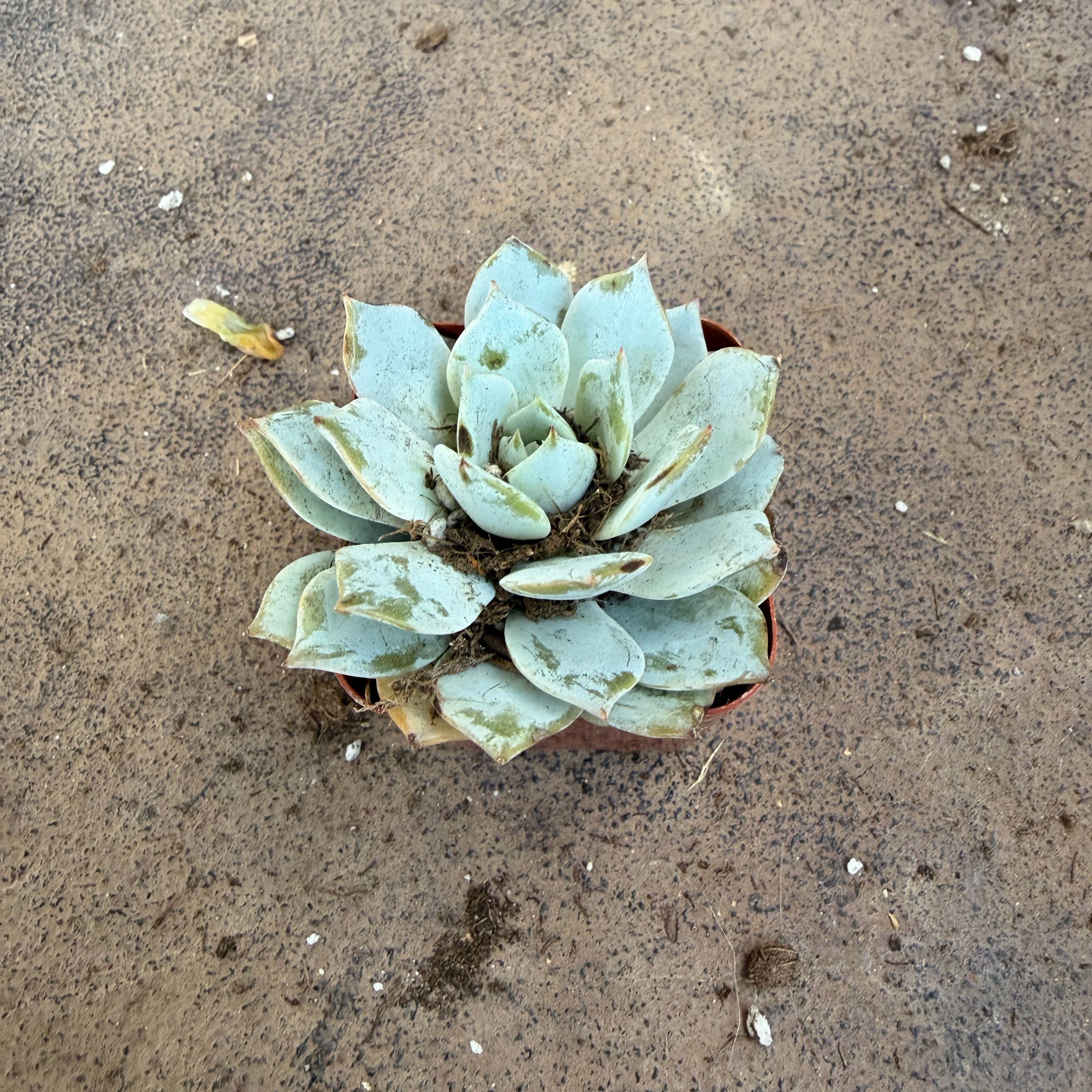 Photo of the plant species Chalk Dudleya by @RulerWorm48 named Darwin on Greg, the plant care app