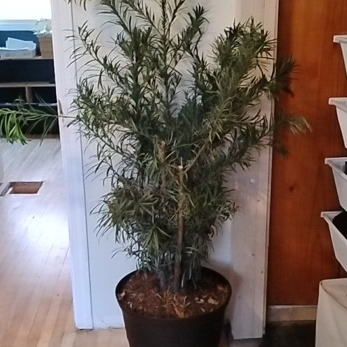 Photo of the plant species Podocarpus Plant by @BestTamarind30 named Hugh the Yew on Greg, the plant care app