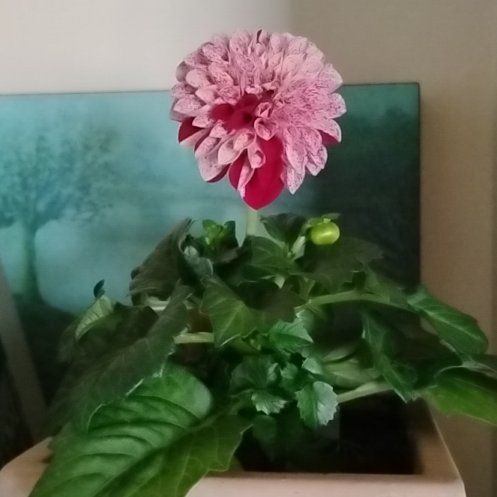 Photo of the plant species Dahlias by @BestTamarind30 named Rainier on Greg, the plant care app