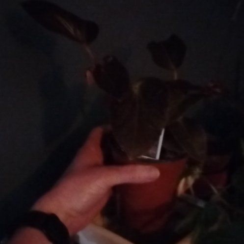 Photo of the plant species Dragon Wing Begonia by @BestTamarind30 named Dolores on Greg, the plant care app