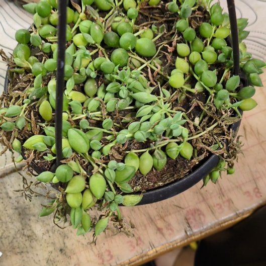 Photo of the plant species String of Raindrops by @ToughWoodfern45 named Fernie Saunders on Greg, the plant care app