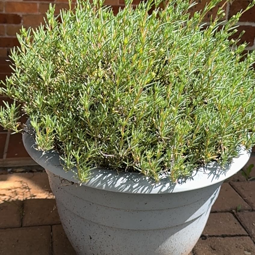 Photo of the plant species Coastal Pigface by @RadLemonbalm69 named Achilles on Greg, the plant care app