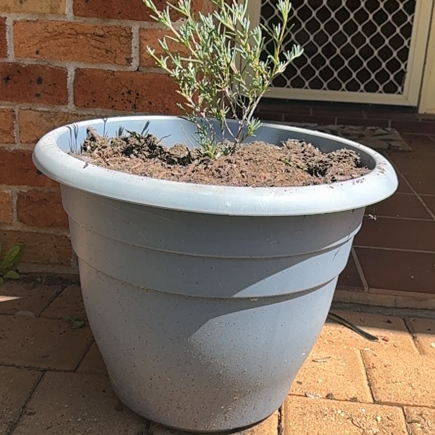Photo of the plant species Coastal Pigface by @RadLemonbalm69 named Keanu Leaves on Greg, the plant care app