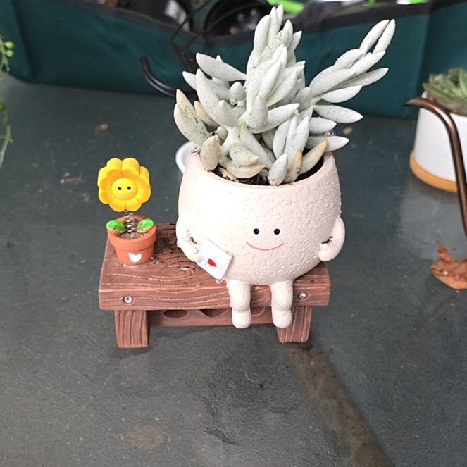 Photo of the plant species Woolly Senecio by @LushOrchid79 named LiloStitch on Greg, the plant care app