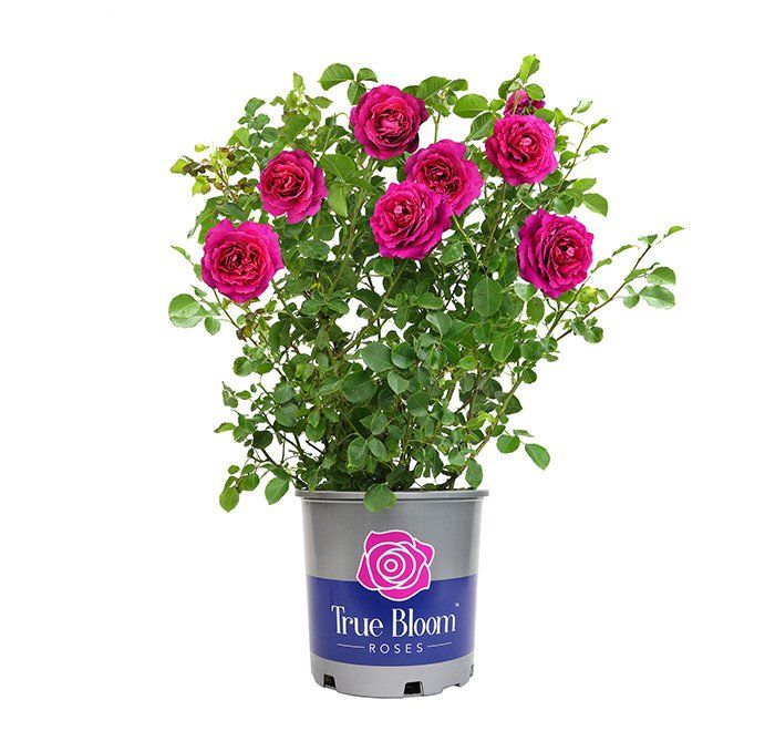 Photo of the plant species Hybrid Tea Rose by @PetiteTwister33 named Shakira on Greg, the plant care app