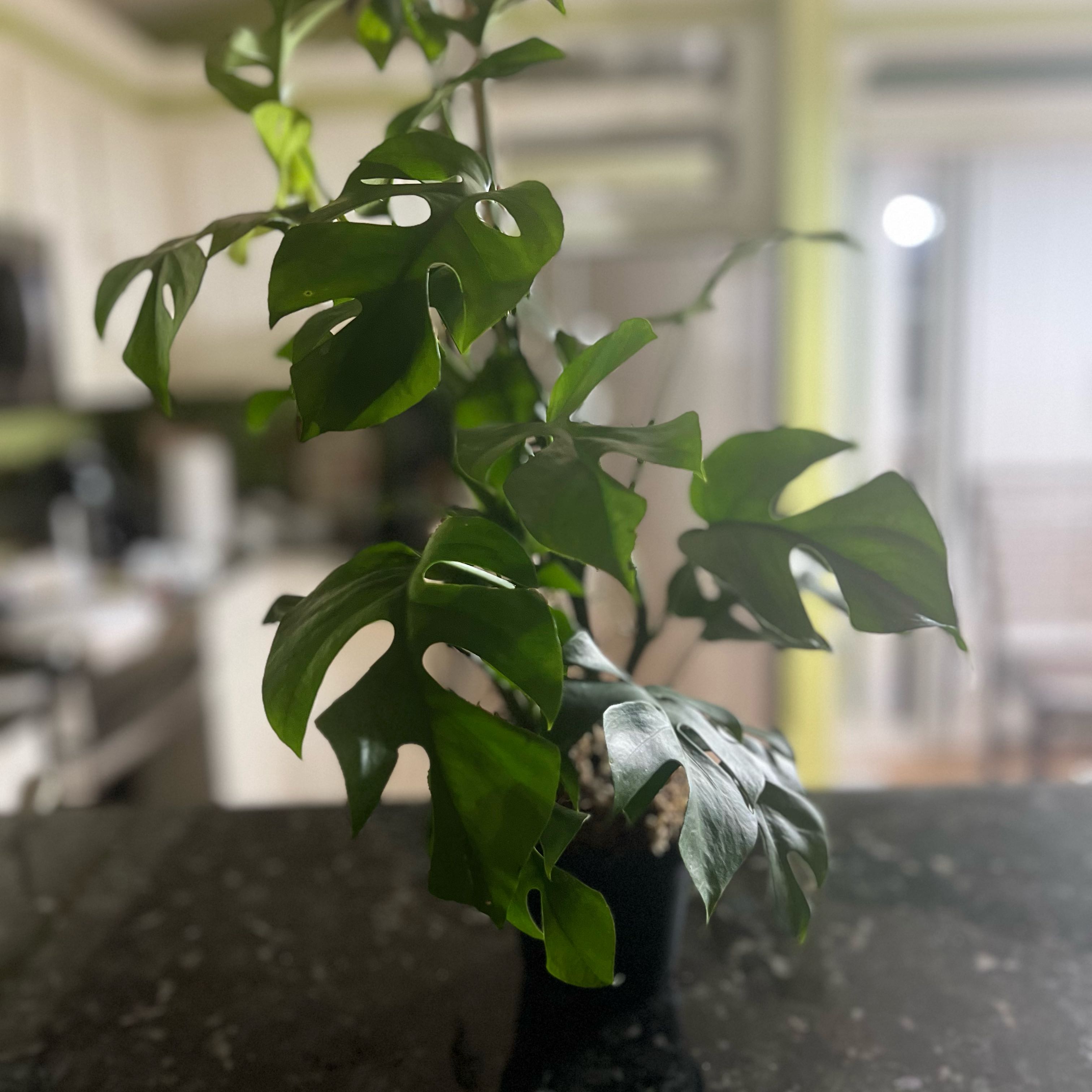 Photo of the plant species Monstera Ginny by @ChirpySoursop64 named Beckham on Greg, the plant care app