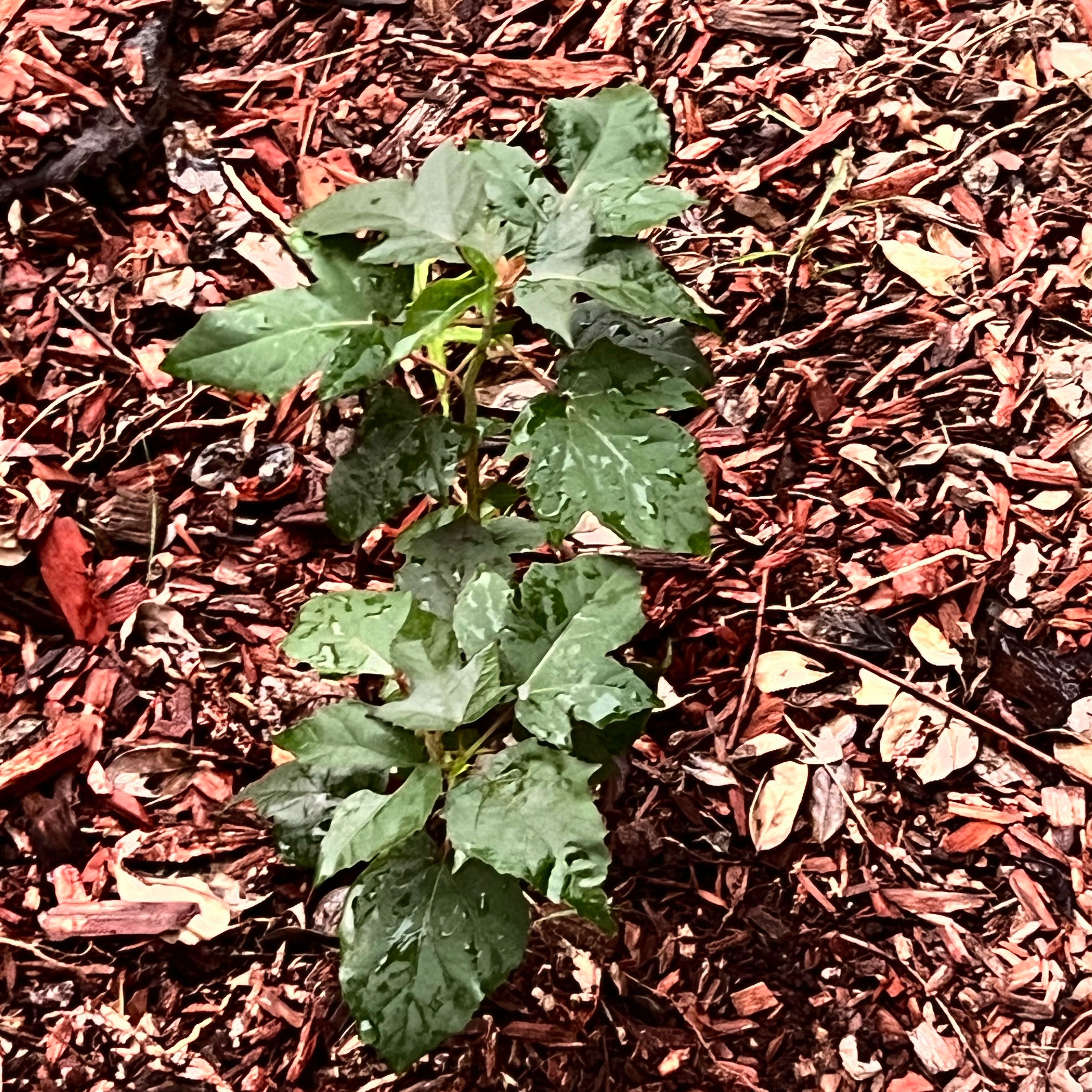 Photo of the plant species Starry Night Hardy Hibiscus by @ChirpySoursop64 named Osmo on Greg, the plant care app