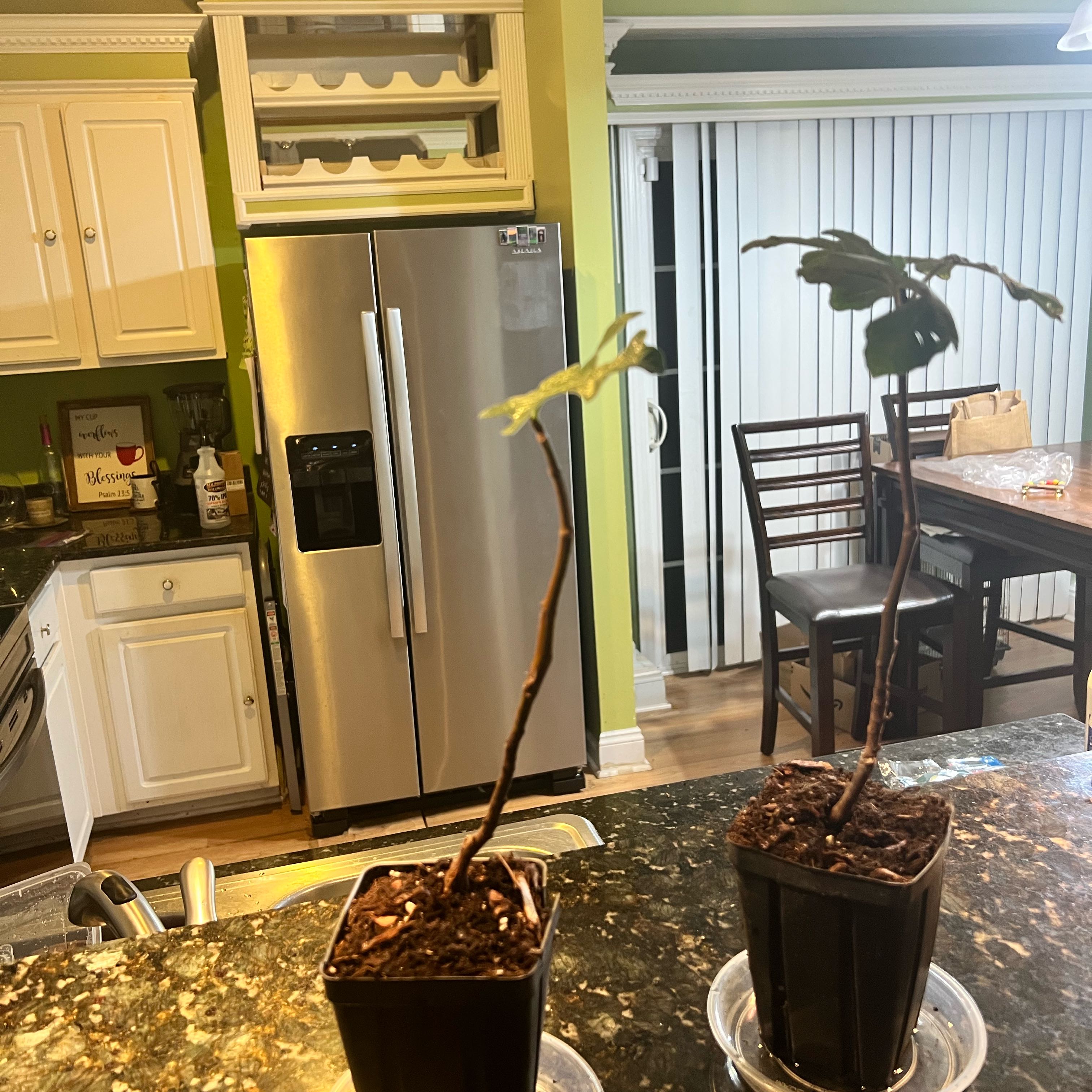 Photo of the plant species Fig by @ChirpySoursop64 named Dolores on Greg, the plant care app