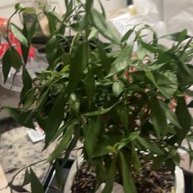 Photo of the plant species Miniature Gardenia by @HotCorn63 named Baesil on Greg, the plant care app