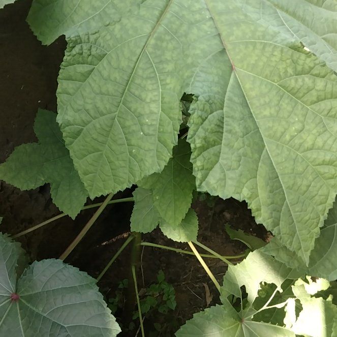 Photo of the plant species Purple-Flowered Raspberry by @PrimoDaboecia42 named Lavender on Greg, the plant care app