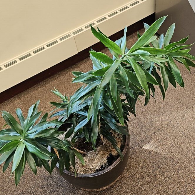 Photo of the plant species Albanian Spurge by @FancyMaitake68 named Oscar on Greg, the plant care app