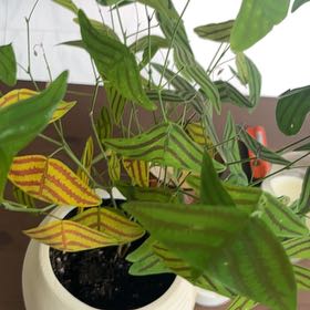 Photo of the plant species Swallowtail Plant by @HeroineMayapple named Wall-E on Greg, the plant care app