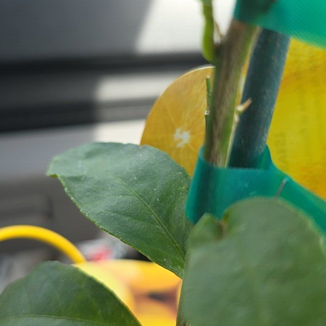 Photo of the plant species Lemon by @NurseRedcap84 named Beyonce on Greg, the plant care app