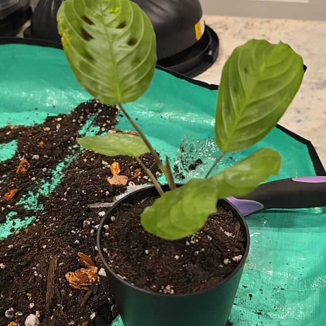 Photo of the plant species Black Prayer Plant by @ConvictiveMira0 named Stallion on Greg, the plant care app
