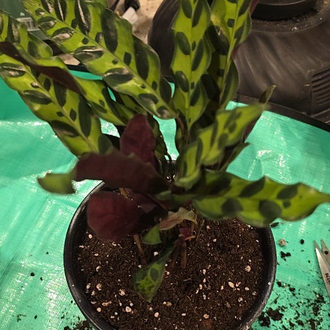 Photo of the plant species Rattlesnake Plant by @ConvictiveMira0 named Nake 2 on Greg, the plant care app