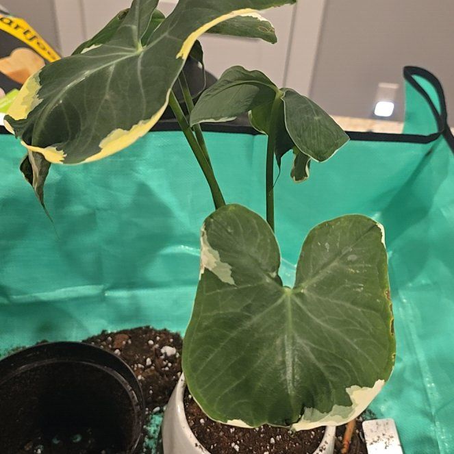 Photo of the plant species Alocasia 'Mickey Mouse' Variegated by @ConvictiveMira0 named Mickey on Greg, the plant care app