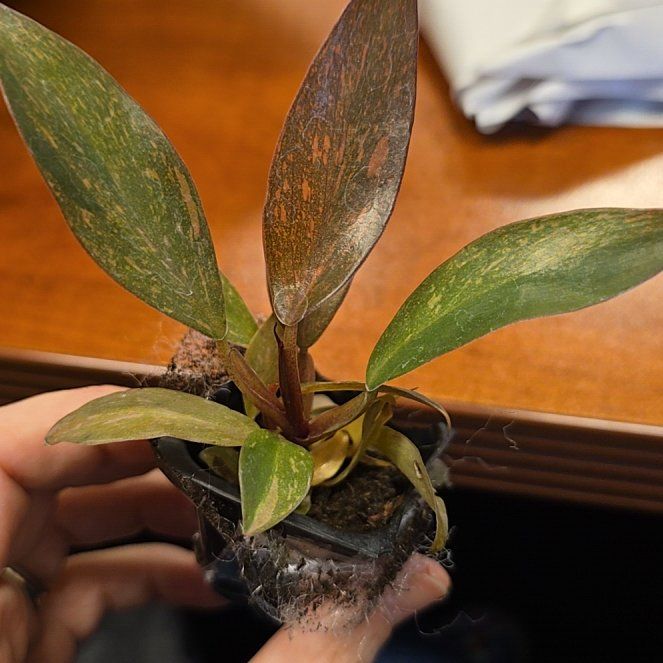 Photo of the plant species Orange Princess by @ConvictiveMira0 named Orange Princess on Greg, the plant care app