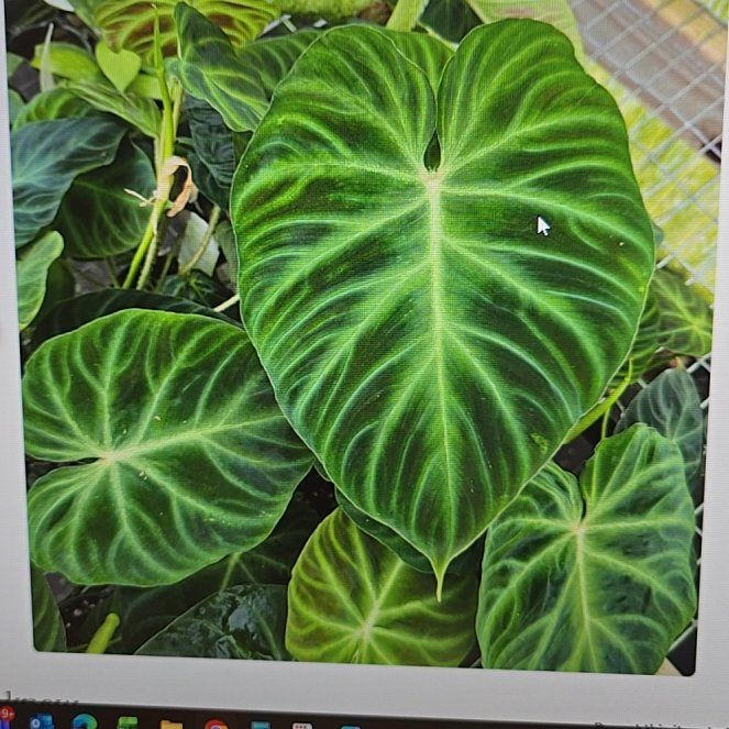 Photo of the plant species Philodendron Splendid by @ConvictiveMira0 named Very Cool Son on Greg, the plant care app