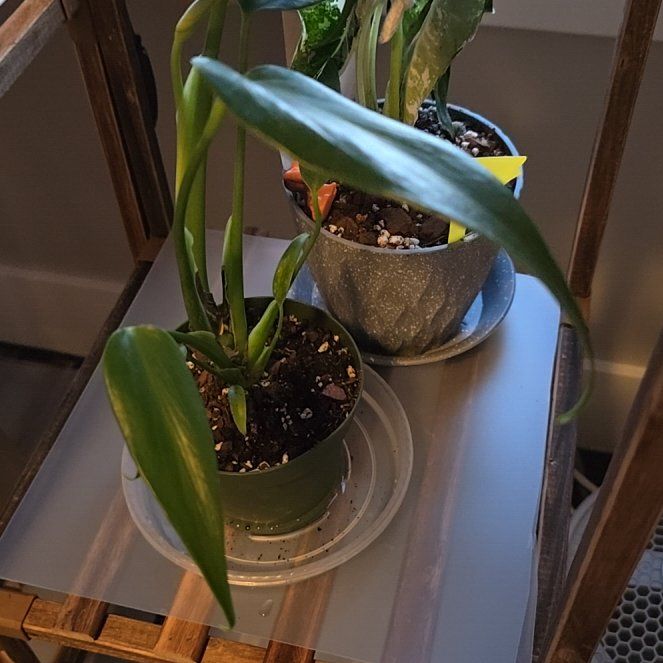 Photo of the plant species Burle Marx Flame Monstera by @ConvictiveMira0 named Flame on Greg, the plant care app