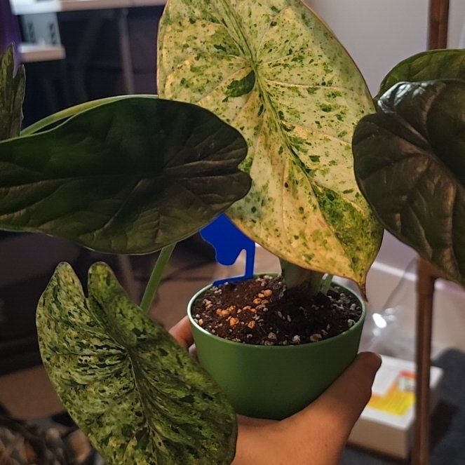 Photo of the plant species Varigated Dragon Scale by @ConvictiveMira0 named Scales on Greg, the plant care app