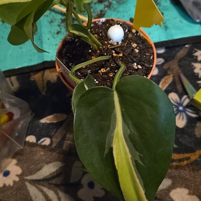 Photo of the plant species Philodendron cream splash by @ConvictiveMira0 named Creamy on Greg, the plant care app