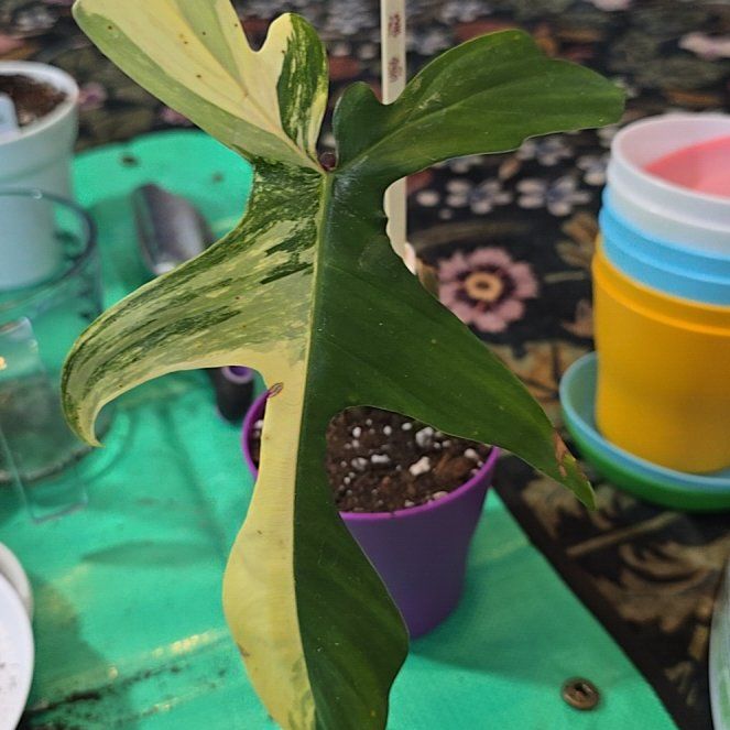 Photo of the plant species Variegated Florida Beauty Philodendron by @ConvictiveMira0 named ChaChaCha on Greg, the plant care app