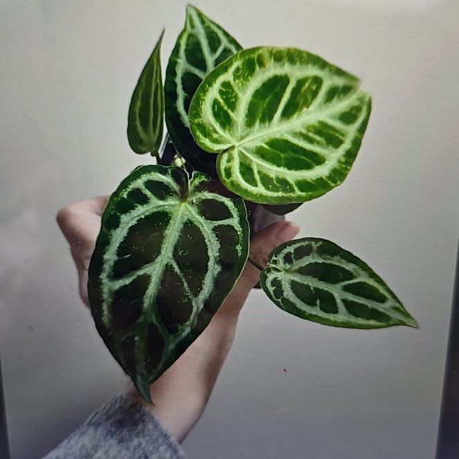 Photo of the plant species Anthurium Doc Block F2 by @ConvictiveMira0 named Doc on Greg, the plant care app