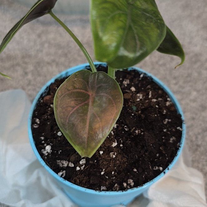 Photo of the plant species Alocasia Azlanii by @ConvictiveMira0 named Azrael on Greg, the plant care app