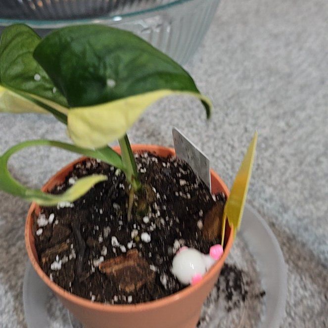 Photo of the plant species Monstera Adansonii Variegated by @ConvictiveMira0 named Adam on Greg, the plant care app