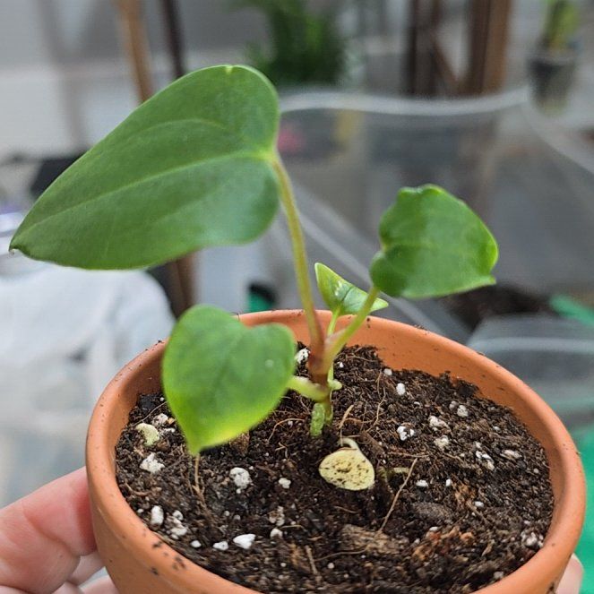 Photo of the plant species Mr Worldwide x Panamama 2.0 by @ConvictiveMira0 named Mr Worldwide on Greg, the plant care app