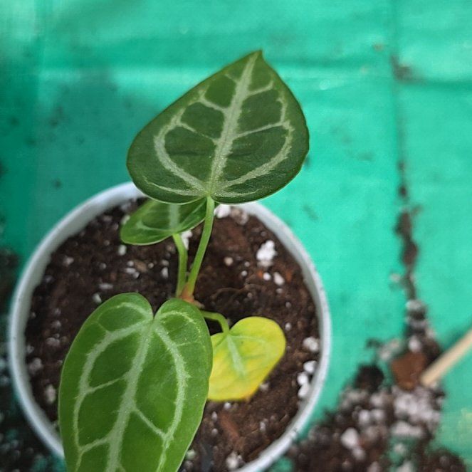 Photo of the plant species Anthurium Swampmanii by @ConvictiveMira0 named Dark Bunny on Greg, the plant care app