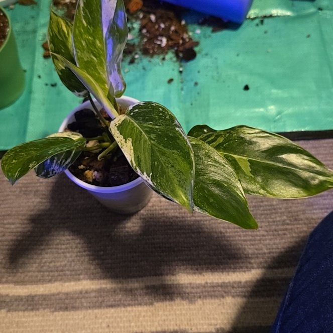 Photo of the plant species Philodendron 'Green Emerald' by @ConvictiveMira0 named King Emerald on Greg, the plant care app