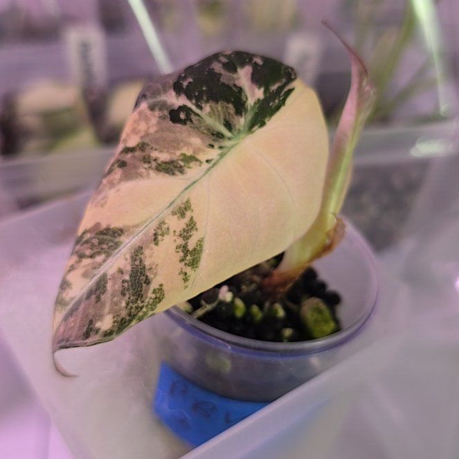 Photo of the plant species Alocasia Black Velvet Pink Variegated by @ConvictiveMira0 named Dora on Greg, the plant care app